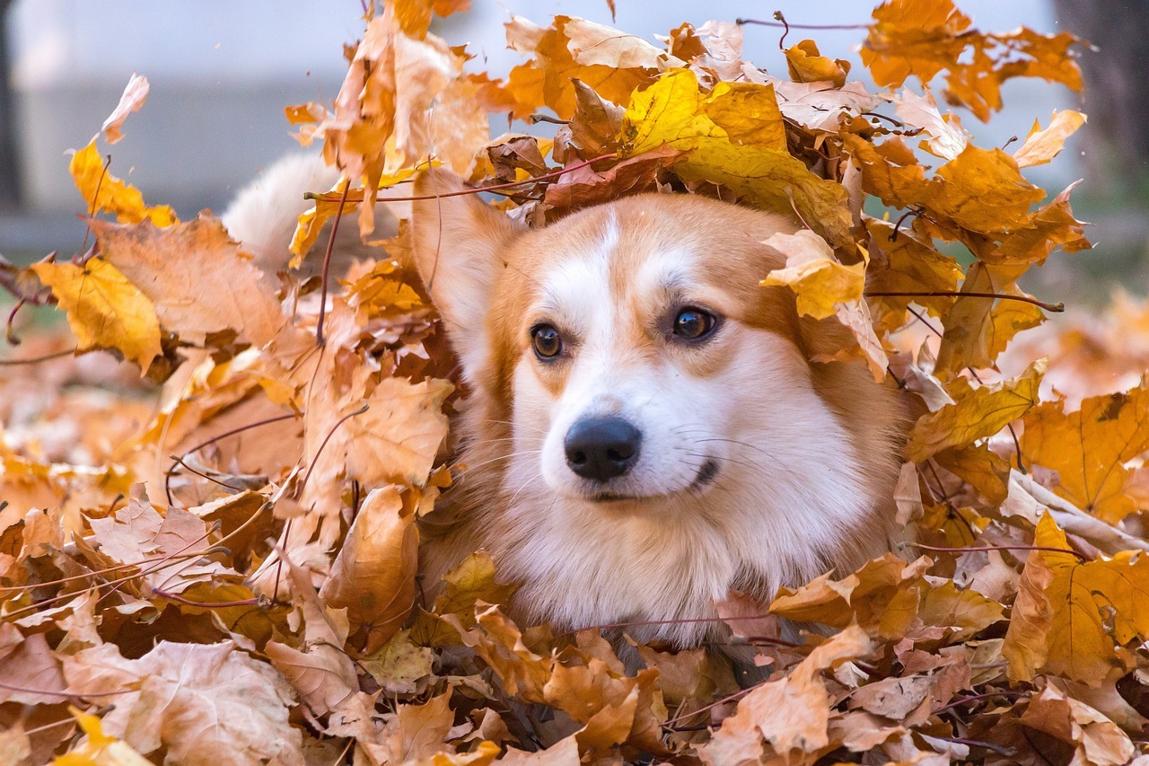 corgi-6761087_1280.jpg
