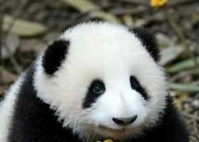 大熊猫