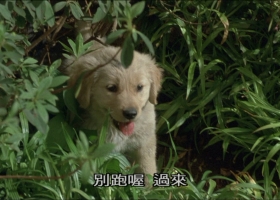 [百度] [我和狗狗的十个约定] [1080P/2.13G] [5.1粤英中字]