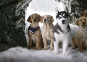 [迪士尼寶貝狗系列]【寶貝狗雪地歷險/雪地巴迪】2008